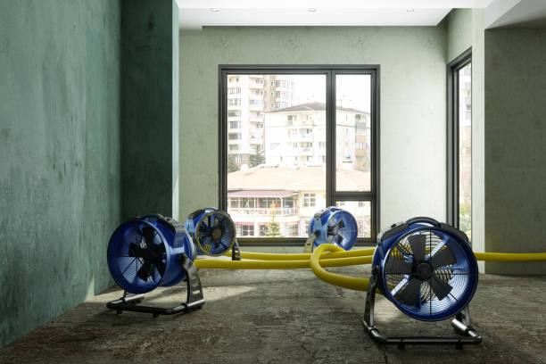 Best Mold removal after water damage  in Homestead Valley, CA